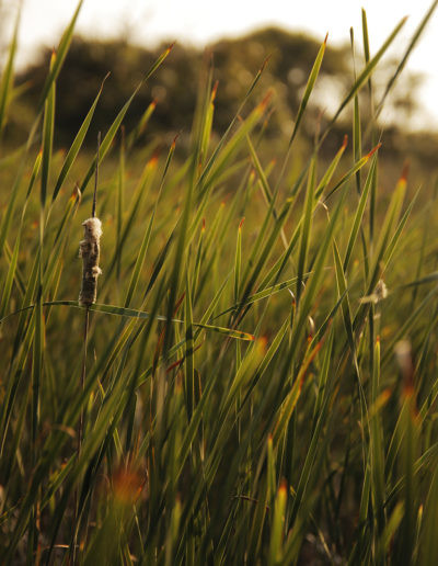 Grass_15